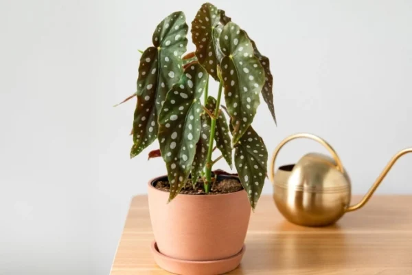 5 loại cây phù hợp trồng trong nhà ít người biết